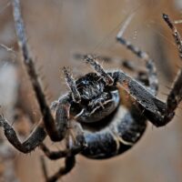 spider-man, spinnen, angststoornis