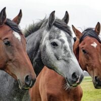 therapie met paarden