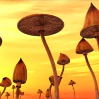 psilocybine, psychedelische therapie