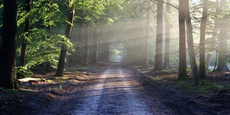 vergroening , groene omgeving, groene psychiatrie, buiten werken, buitenlucht, groen, de groene ggz, groene ggz, natuur, persoonlijkheidsstoornissen, mentale gezondheid , natuur