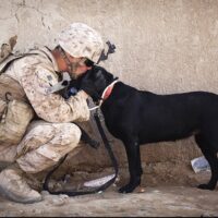 getraumatiseerde veteranen , veteranen, herstel, trauma, ptss