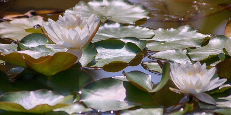 Spiritueel narcisme