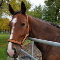 paardentherapie, alternatieve zorg, autisme