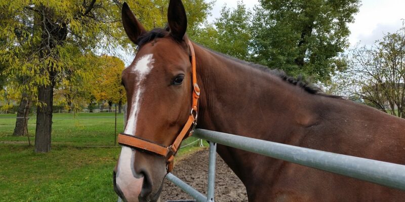 paardentherapie, alternatieve zorg, autisme