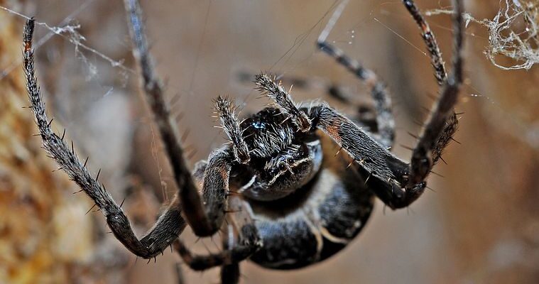 spider-man, spinnen, angststoornis