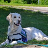 hulphond, dieondersteunde therapie,