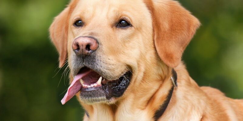 autisme, hond,