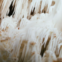 lion's mane