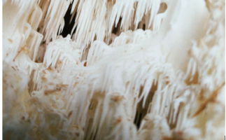 lion's mane