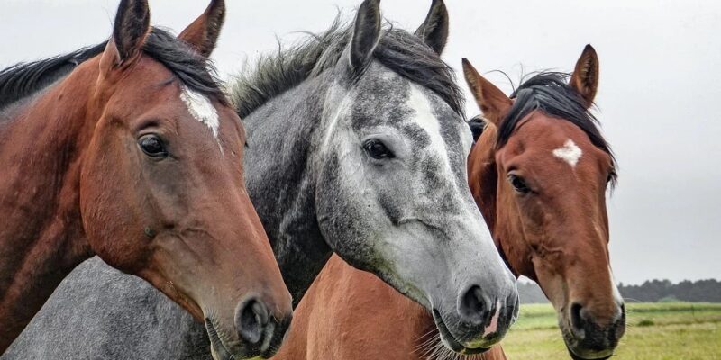 PTSS, therapie met paarden, horsepower,