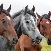 PTSS, therapie met paarden, horsepower,