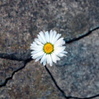 coping en veerkracht