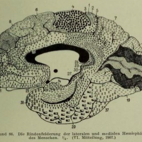 BREIN, HERSENEN, SUBCORTEX, ONDERZOEK
