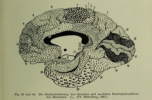 BREIN, HERSENEN, SUBCORTEX, ONDERZOEK