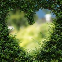 groene ggz, groen, hart, Aerrea, groene voorloper