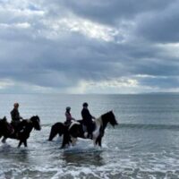 paarden