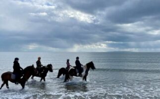 paarden