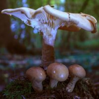 psilocybine