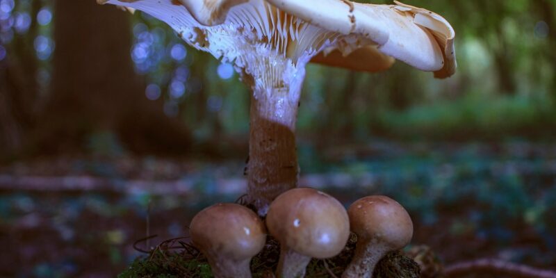 psilocybine