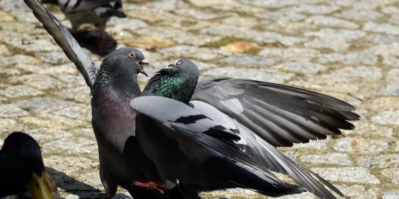 seksueel grensoverschrijdend gedrag