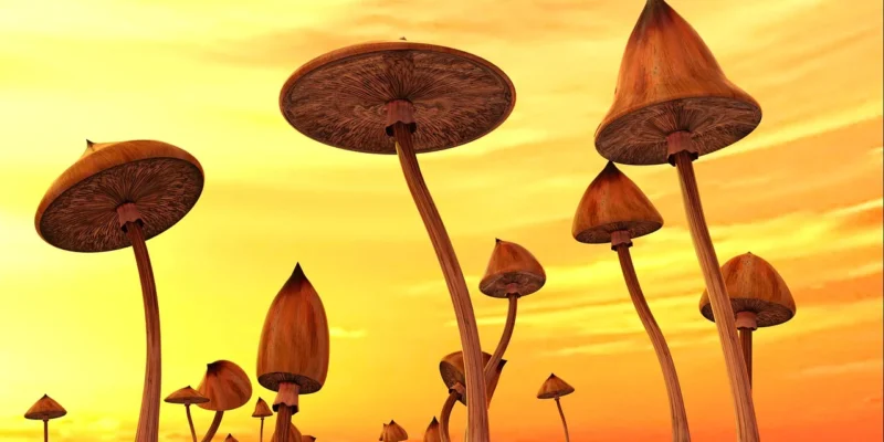 psilocybine, psychedelische therapie