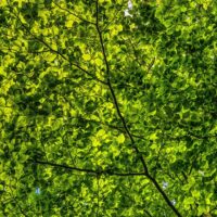 natuur, groen, mentale gezondheid