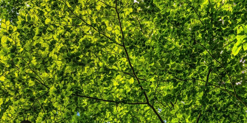 natuur, groen, mentale gezondheid