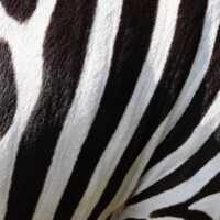 stress, immuunsysteem