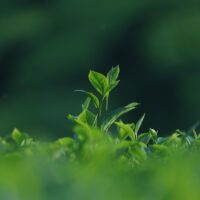 groen, de groene ggz, groene ggz, natuur