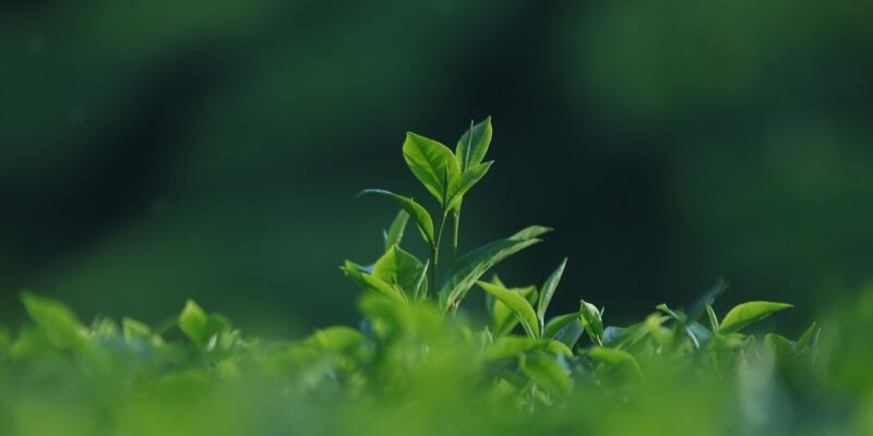 groen, de groene ggz, groene ggz, natuur