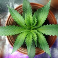 THC